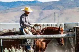 cowboy double glazing firms