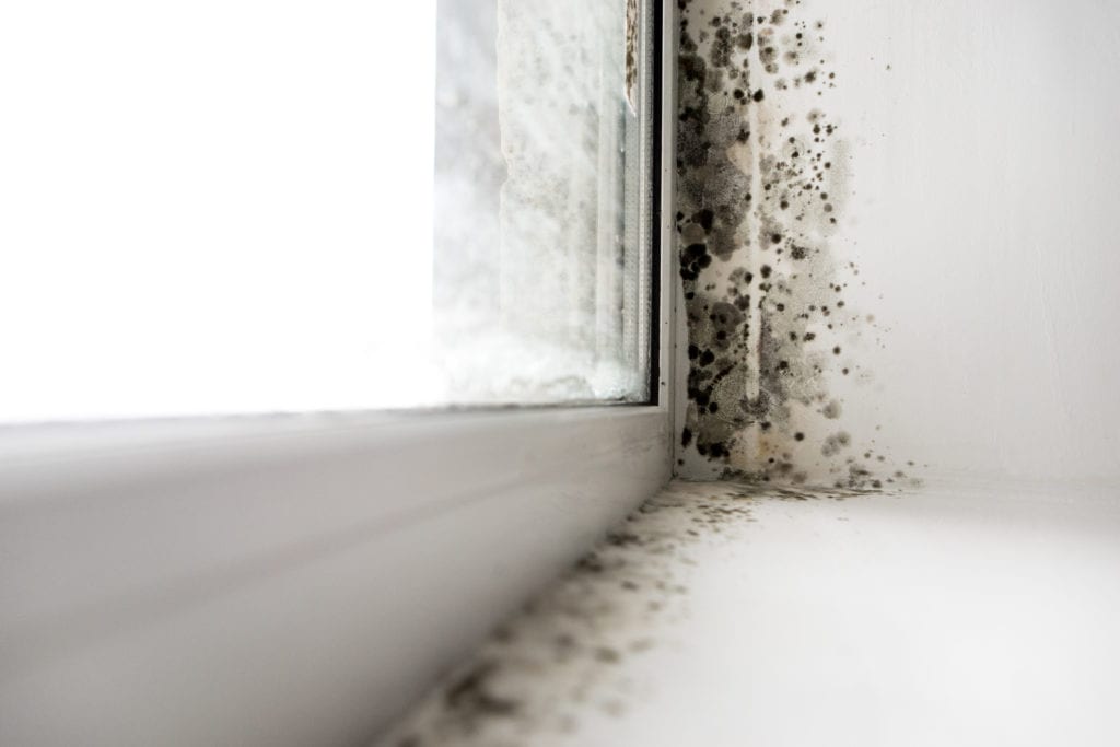 mould on windows